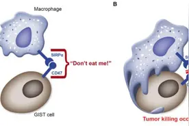 《自然》子刊：太狡猾！巨噬细胞为何屡屡被癌细胞征服，斯坦福免疫大牛揭开癌细胞第二个「不要吃我」信号｜科学大发现图片