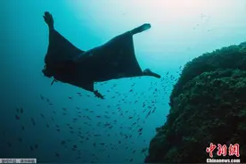 研究称全球海洋酸化现象推进快速 温室效应严重图片