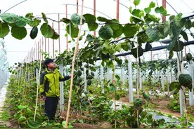 针对大棚猕猴桃高效栽培技术！猕猴桃生长时期划分图片