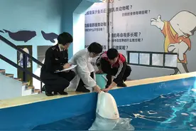 杭州极地海洋馆迎来“俄籍白鲸”图片