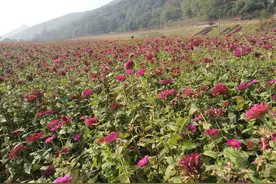 违建地变百亩花海 “三改一拆”助推江山破茧成蝶图片
