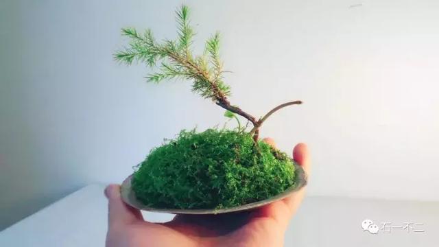 捧在手内心的挚爱,哪家的广告词,借来用下了!