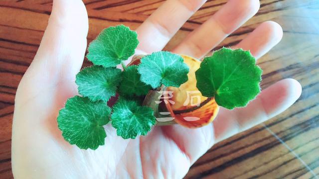 捧在手内心的挚爱，哪家的广告词，借来用下了！