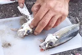 富含营养的巴浪鱼，身上的几片鱼鳞非常硬，处理起来挺费功夫视频封面