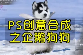 PS创意合成之企鹅狗狗，PS蒙板合成应用实例讲解视频封面