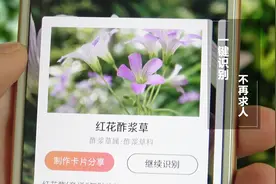 微信隐藏功能，扫一扫街边花花草草，就会蹦出它们的名字！视频封面