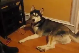 哈士奇的骨头被主人藏起来了，哈士奇生气了视频封面