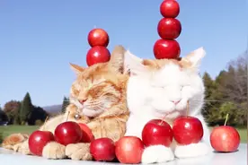 为何猫离开家后再次回来，就连主人也不认了？看完你就懂了