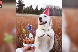 又吹蜡烛又吃蛋糕，这只金毛过了一个特别开心的三岁生日视频封面
