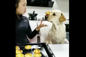 真聪明的狗狗，吃个蛋挞都能吃出绝技 看的主人一楞一楞的视频封面
