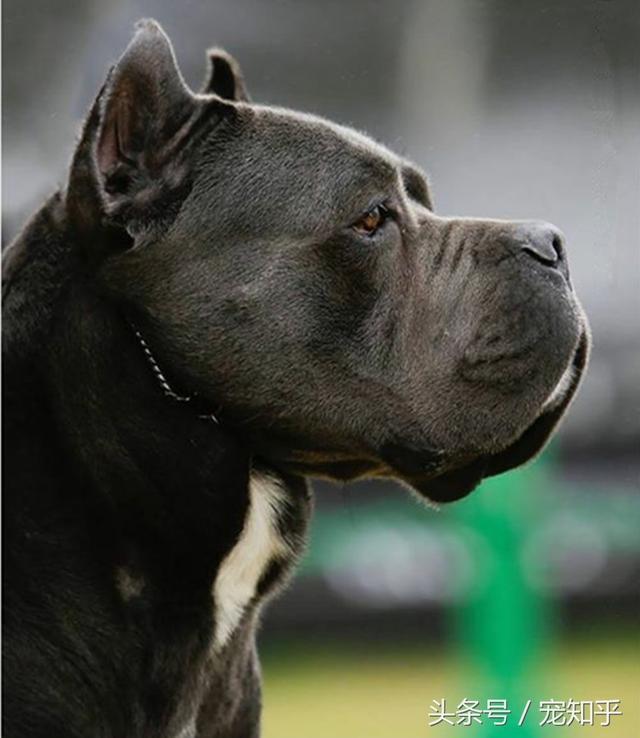 世界第一护卫犬:卡斯罗 完美的家庭伴侣犬