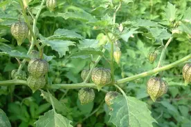 牙疼起来要人命？农村这种野草含在痛处，1分钟就见效！视频封面