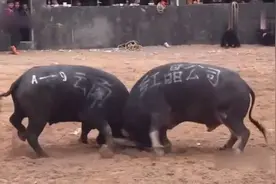 为什么两头牛打的越欢，围观的人呼声越高！视频封面