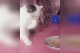 一只爱干净的加菲猫，吃饭用手吃饭，世界上仅有这只猫用手吃饭视频封面