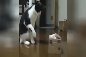 给猫咪的礼物  哈哈 简直要笑死了视频封面