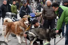 图虫街拍摄影：巨犬交配图片