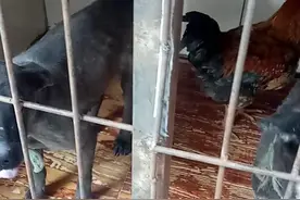 狗跟鸡也能配对视频封面