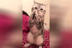 来来来，今天我请大家吃猫粮，蜂蜜味的