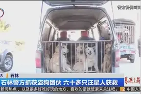 石林警方抓获盗狗团伙 六十多只汪星人获救视频封面