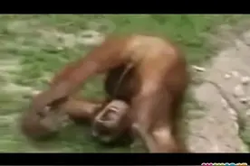 世界上最笨的猩猩，喝自己的尿视频封面