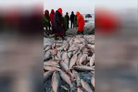 查干湖冬捕！用最原始的方法，五匹马拉鱼网！满满的收获，爆网了视频封面