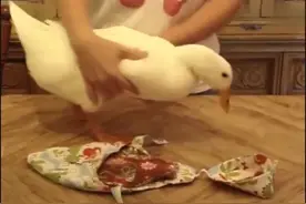 外国人的另类宠物，如何给鸭子穿尿不湿视频封面