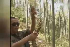 农村大叔 山涧发现巨型五步蛇，大的不敢相信自己的眼睛