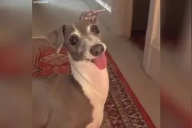 高兴就吐舌头的狗狗，你想不想要？它粉嫩的小舌头，真要萌死我啦视频封面