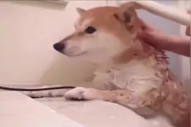 全网最乖柴犬洗澡，可是洗完澡之后它跳起了舞视频封面