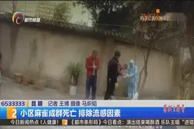 小区麻雀成群死亡 排除流感因素视频封面