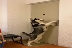 哈士奇自己开门出去遛弯，大半夜回来被发现出去鬼混哈！