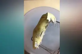 冰冻的鱼居然可以复活，大神赶快来科普一下这是什么原理？