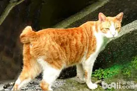 什么是麒麟猫？图片