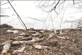 江苏溧阳重要水库被曝现大量死鱼，官方：天目湖水质未受影响图片