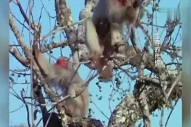 脸比屁股还红的猴子，罕见稀有猴，你见过吗？