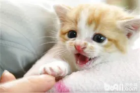 如何为三个月大的幼猫挑选猫咪玩具图片