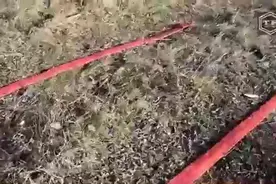 无知的老外没见过4000响的鞭炮，实验结果 01视频封面