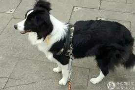 如何做一个称职的铲屎官系列 篇一：边境牧羊犬养成日记之 幼犬篇1图片