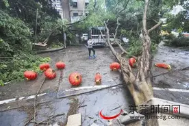 11级大风袭击东莞 六层楼高的大树被连根拔起图片