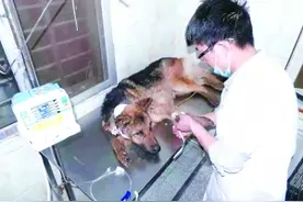 牧羊犬重伤 躲银行办公室四天 蓝天救援队和志愿者协会联手救助图片
