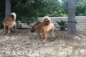 2只土猎狗花了2万多买的，人家出价1万多没卖，现在8千没人要！