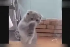 动物界的舞王 那个跳舞的猫咪 太妖孽了视频封面