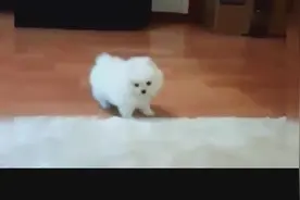小小的可爱的茶杯犬，据说纯种的要三万多一只视频封面