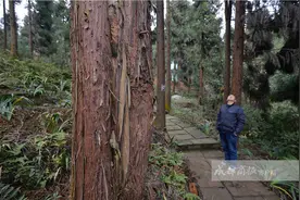 洪雅林场松鼠成害 当地居民积极灭鼠每年上交2万条松鼠尾巴图片