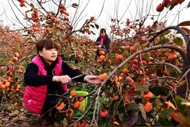 「田园」山沟里的柿子变成金疙瘩带领群众增收致富图片