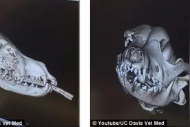 小狗右脸骨折 戴3D打印面具顺利康复图片