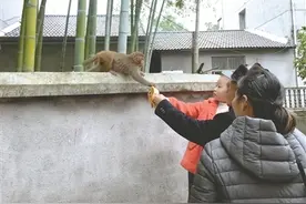 衢江闯进一只小野猴，食量不小，还会和人摆手再见图片