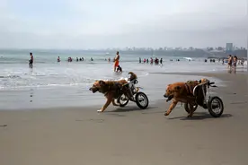 [8]（外代二线）残疾狗坐轮椅图片