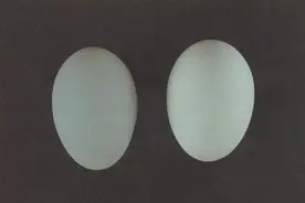 看图学和田玉术语｜（十六）鸭蛋青的标准色调辅助参照鉴定方法图片