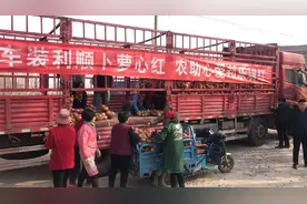 爱心企业伸援手 泰安100万斤红心萝卜被“买断”图片